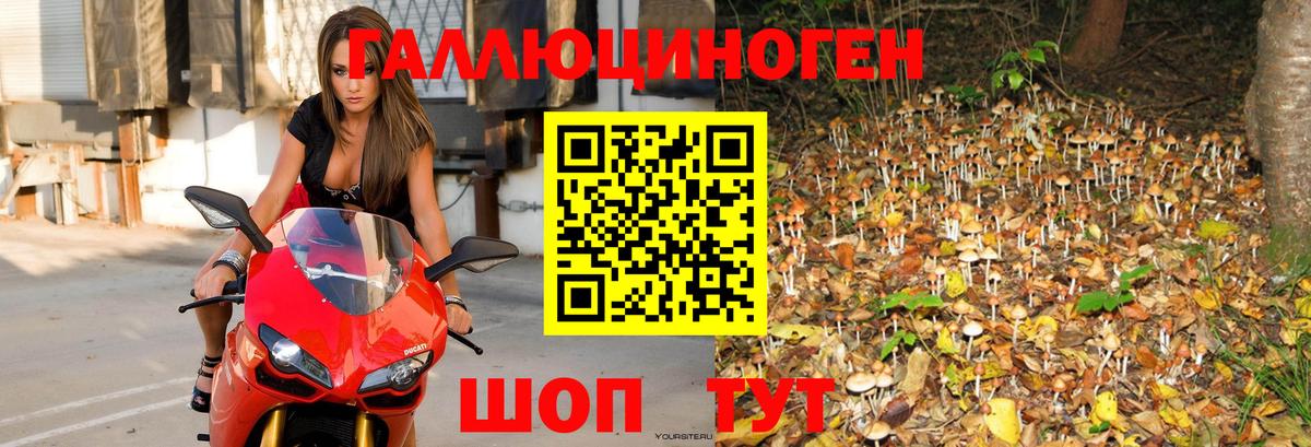 Псилоцибиновые грибы Cubensis Кольчугино